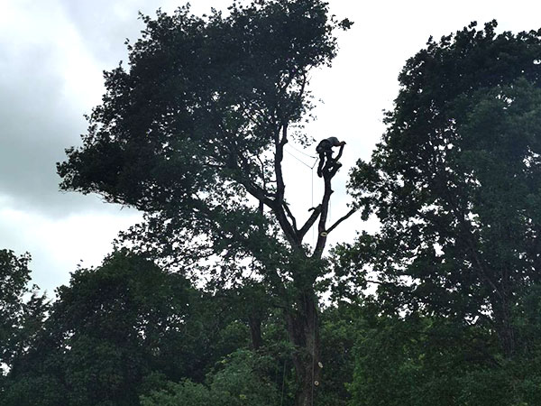 Noé Paysage : élagage arbre à Saint-Hilaire-de-Riez près de Challans (85)